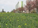 Neratovice