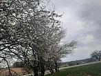 Olešná