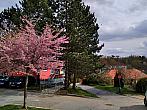 Třebíč-Borovina