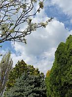 Třibřichy
