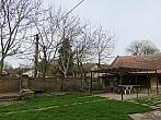 Třibřichy