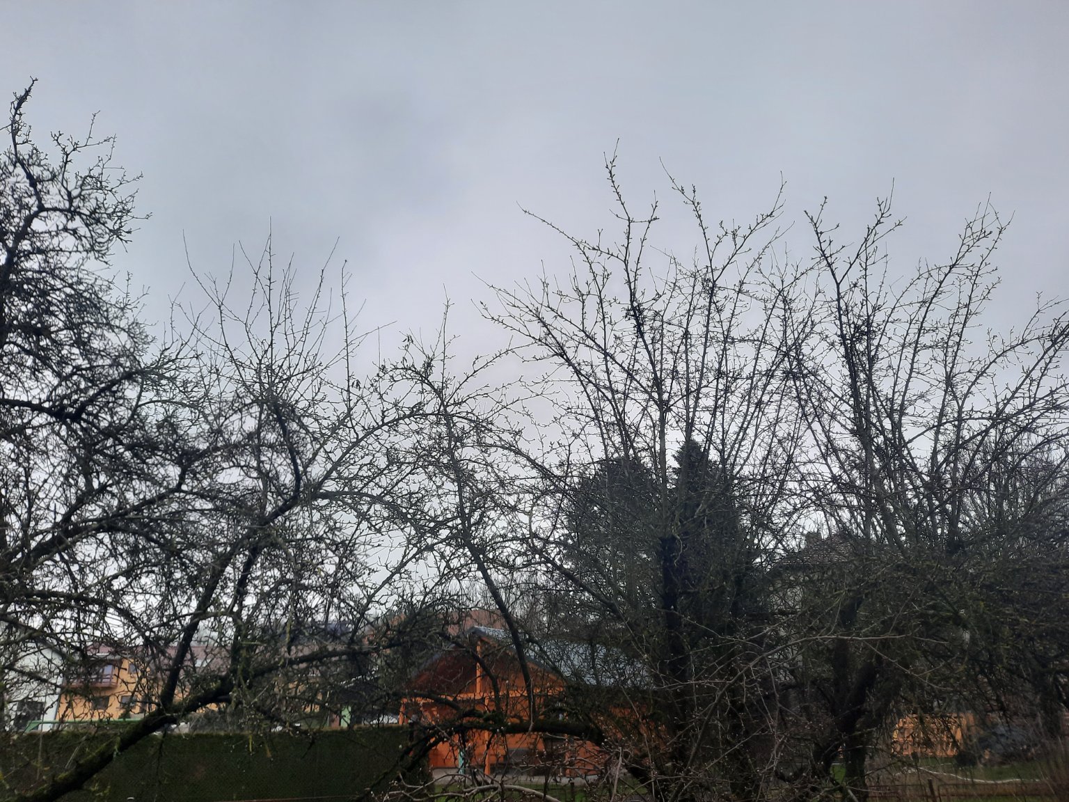 Olešná