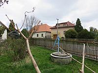 Třibřichy