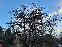 Olešná