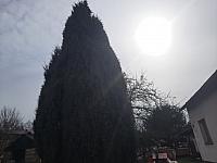 Olešná