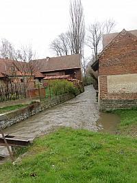 Třibřichy