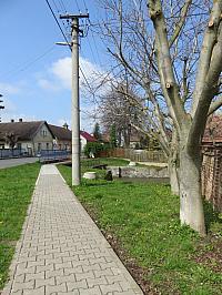 Třibřichy