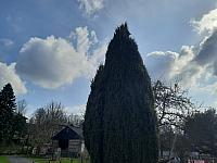 Olešná