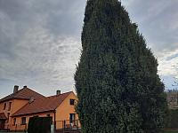 Olešná