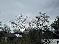 Olešná