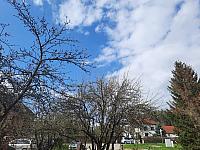 Olešná