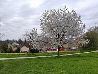 Třebíč-Borovina