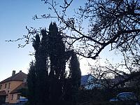 Olešná
