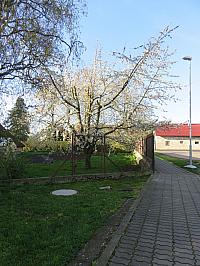 Třibřichy