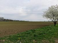 Třibřichy