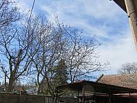 Třibřichy