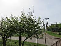 Třibřichy