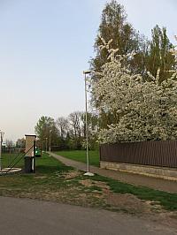 Třibřichy
