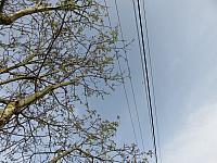 Třibřichy