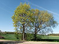 Lukovany