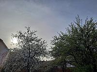 Olešná