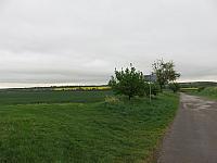 Třibřichy