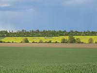 Třibřichy