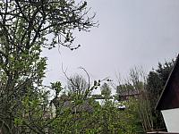 Olešná