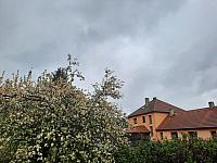 Olešná