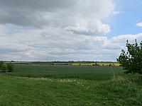 Třibřichy