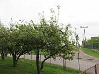 Třibřichy
