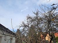 Olešná