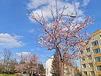 Třebíč-Borovina