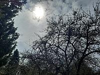 Olešná