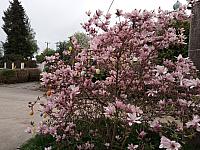 Lukovany