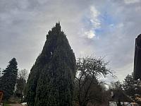 Olešná