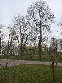Svatý Mikuláš