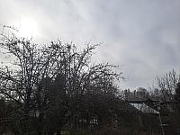 Olešná