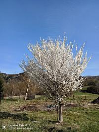 Stará Bystrica