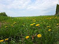 Odrovice