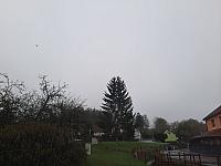 Olešná