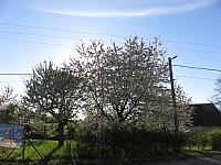 Třibřichy