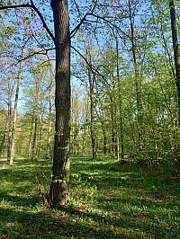 Svatý Mikuláš