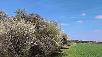 Lukovany