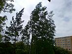 Borovina