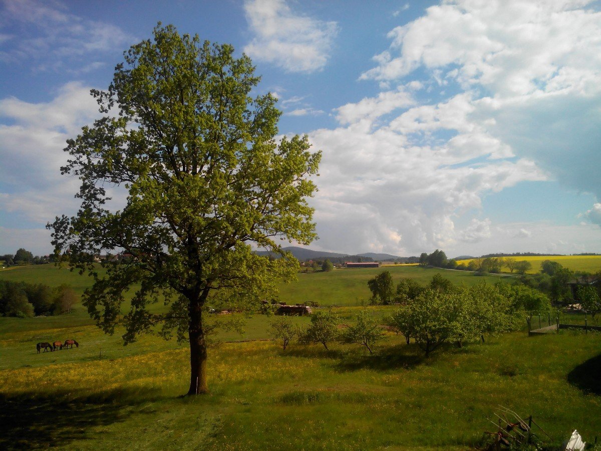 Todně