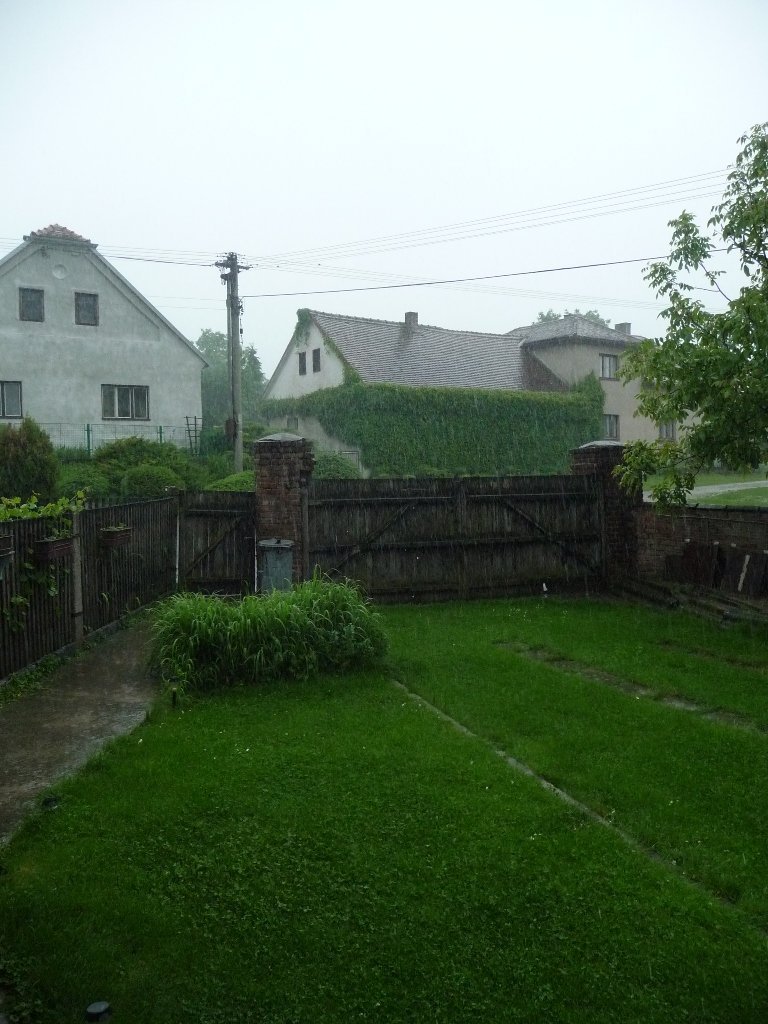 Třibřichy