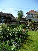 Třibřichy