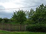 Třibřichy