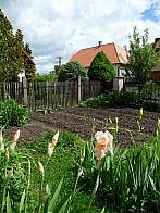 Třibřichy